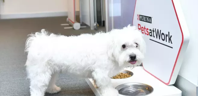 Ofiste mama yiyen evcil köpek
