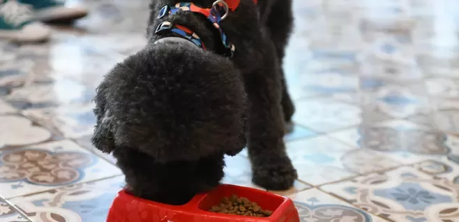 Ofiste mama yiyen evcil köpek
