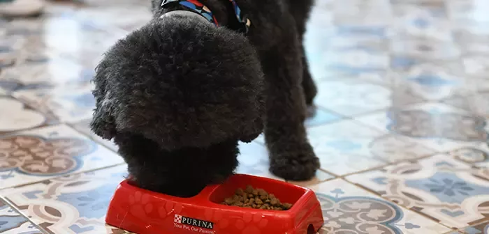 Mamasını yiyen evcil köpek