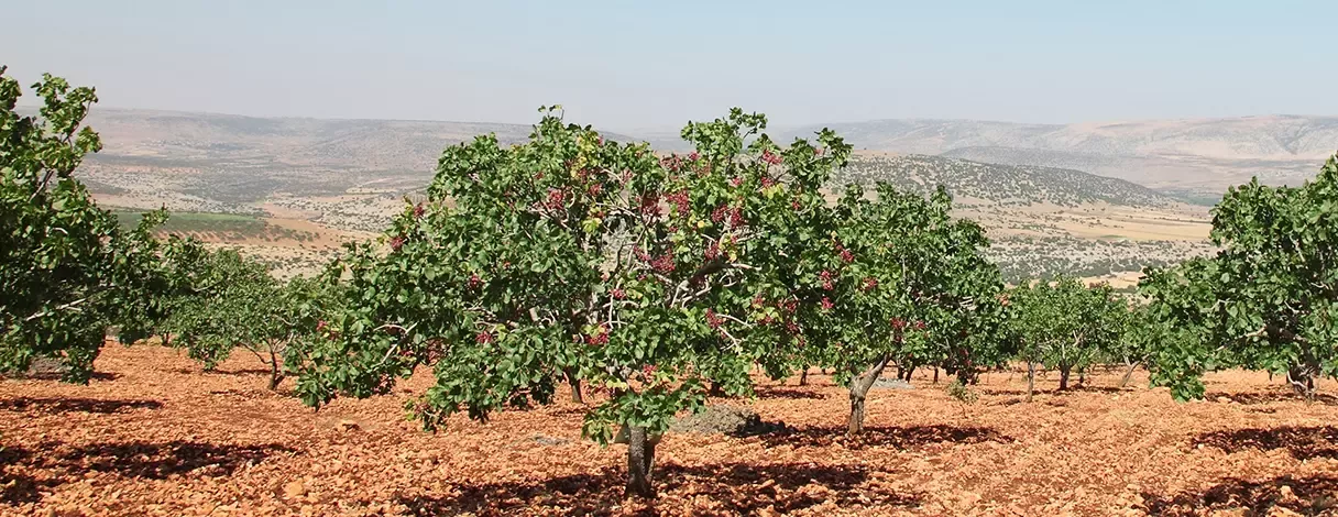 Fıstığımız Bol Olsun Projesinin Kapsamı ve Etkileri